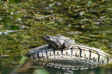 Frog standing on old car tire in polluted pond