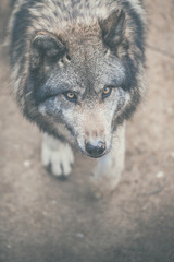 Portrait de loup
