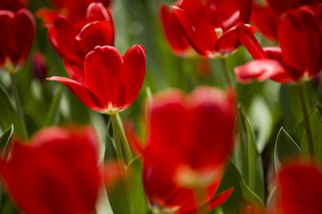 Fototapeta premium 鬱金香