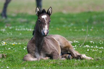 Foal lying on green grass with flowers