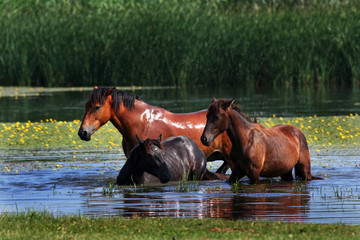 Three horses bathing in a pond