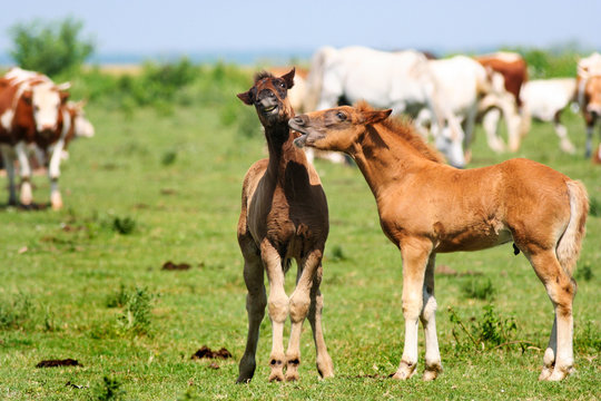 Two brown foals playing on pasture