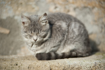 Cat among stone