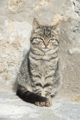 Naklejka na ściany i meble Kot wśród kamieni