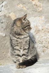 Obraz premium Cat among stone