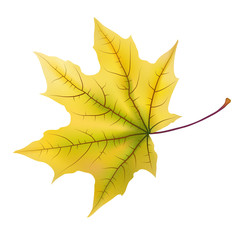 Falling autumn maple leaf, isolated on white background.