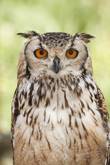 Obraz premium Owl portrait front in nature