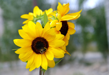 Yellow sunflowers with bee