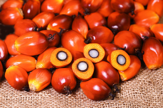 Oil palm fruit