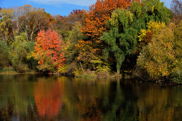 Trees in a park in beautiful fall colors