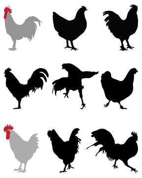 Silhouettes of  roosters and hens, vector