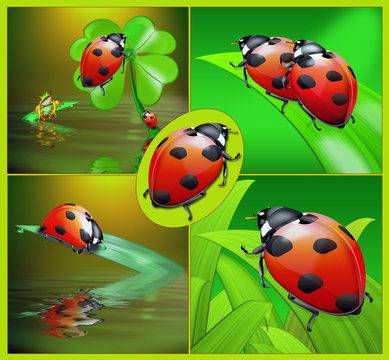 sweet ladybug