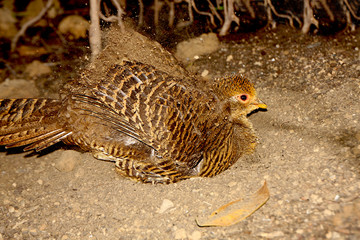 Partridge