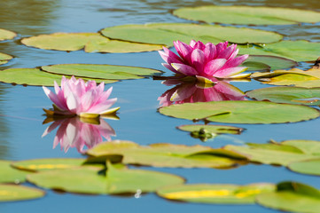 lotus flower and frog blurred.
