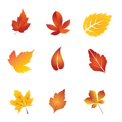 Obraz premium Folhas