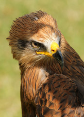 Obraz premium Raubvogel