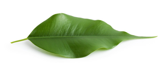 Fototapeta premium Green bright leaf orange