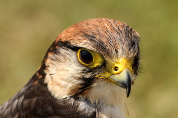 Obraz premium Falke - falcon