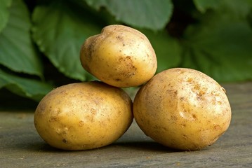 Gathered new potatoes outdoors in summer.
