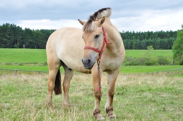 Koń na pastwisku po lassem - obrazy, fototapety, plakaty