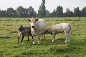 Naklejka na ściany i meble cow with calves