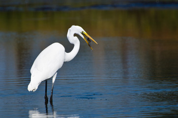 Great Egret With Caught Fish in Autumn