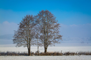 Beschützter Kleiner Baum