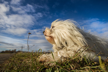 Hund in der Wiese
