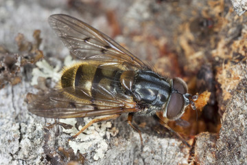 Hoverfly Ferdinandea cuprea feeding on sap, macro photo