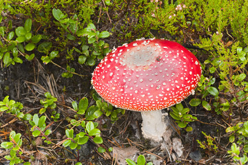 Fly agaric, Amanita muscaria, poisonous fungus
