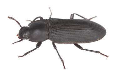 Tenebrio opacus isolated on white background