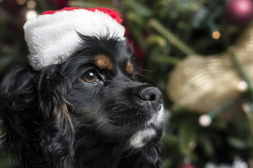 a cute Cocker Spaniel in front of a christmas tree with a santa