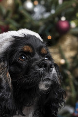 a cute Cocker Spaniel in front of a christmas tree with a santa
