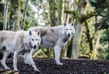 Naklejka na ściany i meble Arctic Wolfs