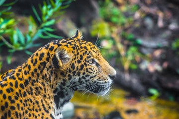 Young Jaguar Cat