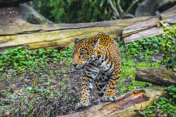 Young Jaguar Cat