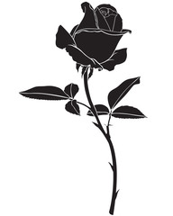 Silhouette rose flower - obrazy, fototapety, plakaty