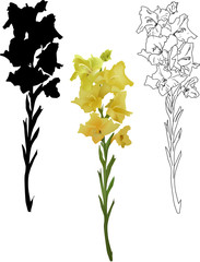 Fototapeta premium black and yellow gladiolus branches