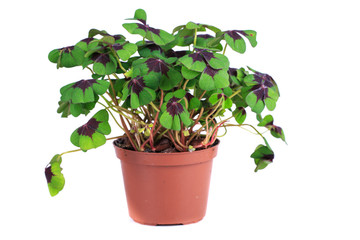 Fototapeta premium fresh clover