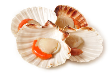 Are Scallops Halal or Haram in Islam?