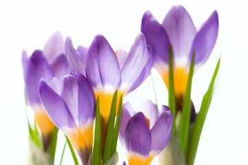 Violet crocuses flowers on white background