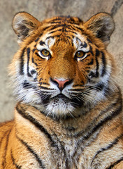 Tiger face up close
