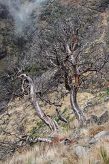 view of  the burned trees on the island of Madeira