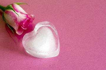 Ice heart on pink abstract valentine love background with rose