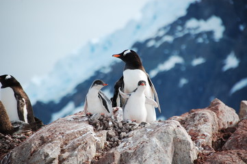 penguin　family　