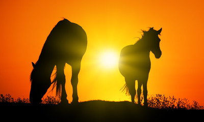 Fototapeta na wymiar Horses silhouettes at orange sunset