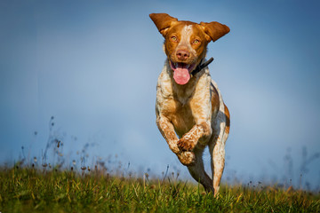 Jagdhundmischling rennt &uuml;ber die Wiese