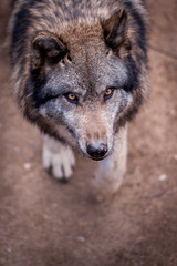 Portrait de loup