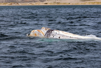 Balena franca australe