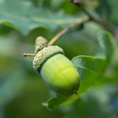 Eichel am Baum / acorn on a tree